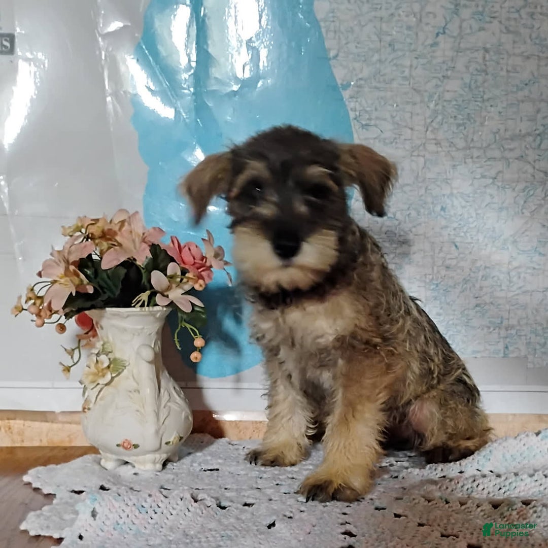 Miniature Schnauzer dogs for sale: Charlie - Image 6