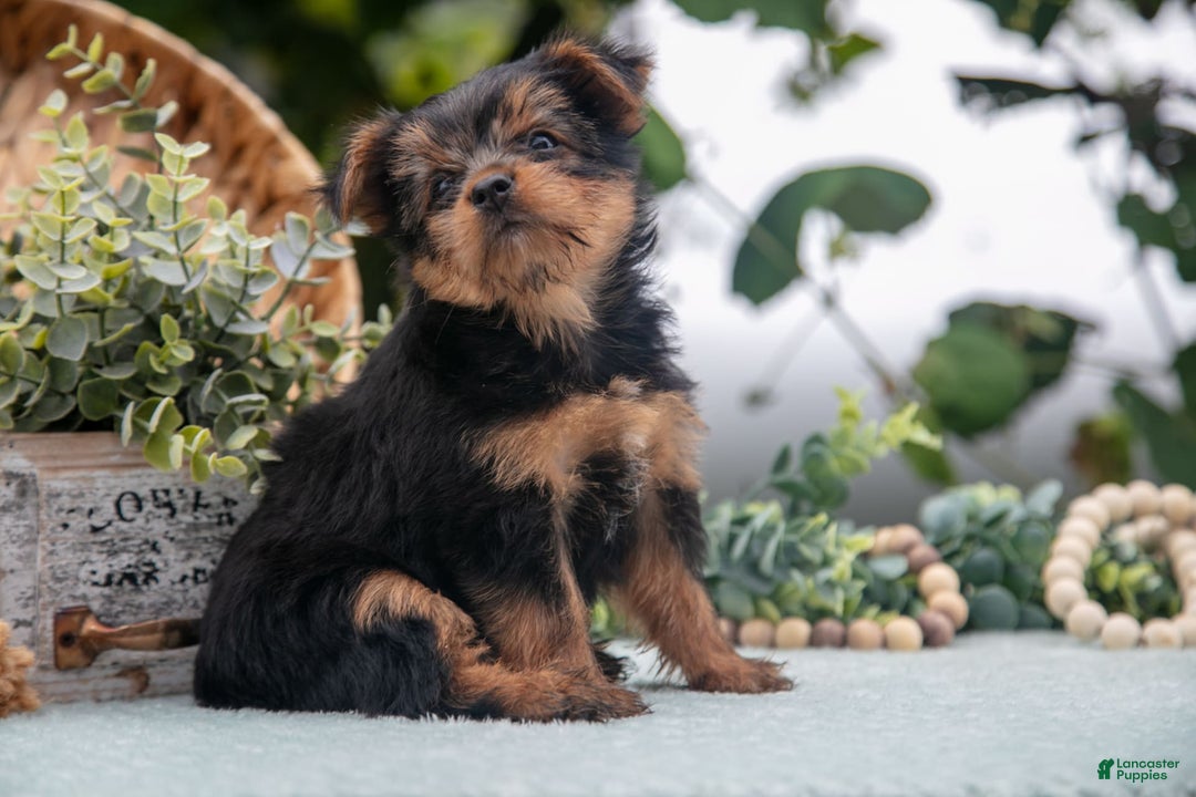 Shorkie dogs for sale: Hannah - Image 4