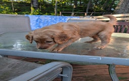 Goldendoodle dogs for sale: James - Image 1