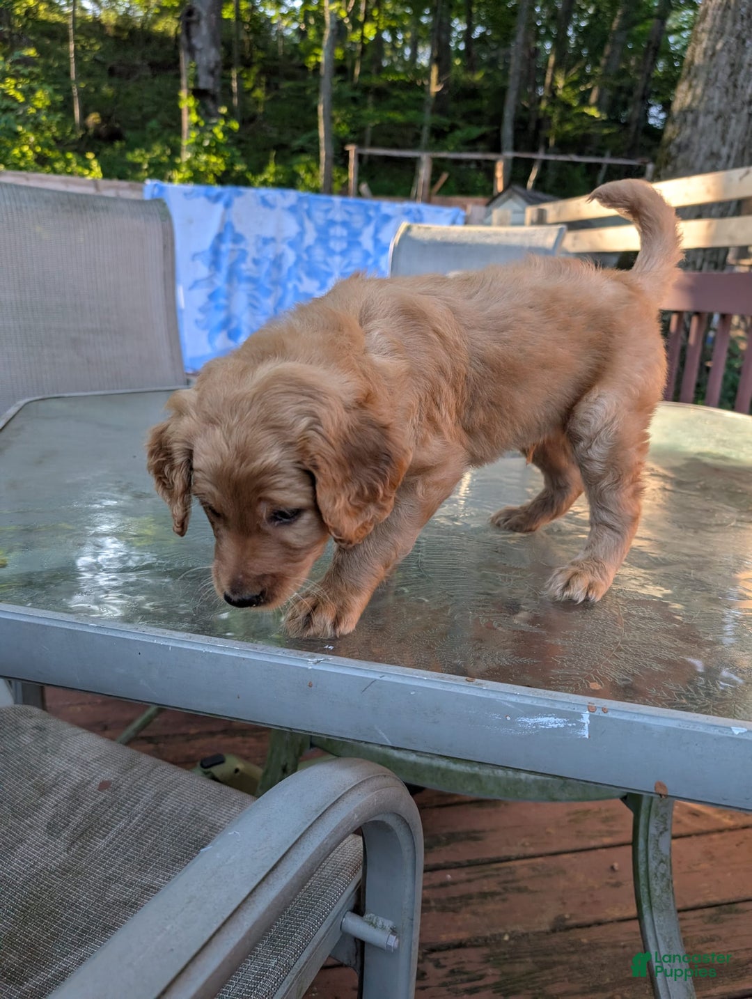 Goldendoodle dogs for sale: James - Image 1