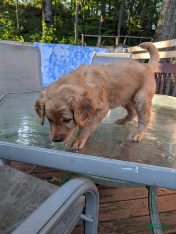 Goldendoodle dogs for sale - Ad 1