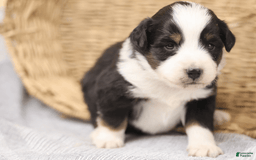 Miniature Australian Shepherd dogs for sale: Eisenhower - Image 17