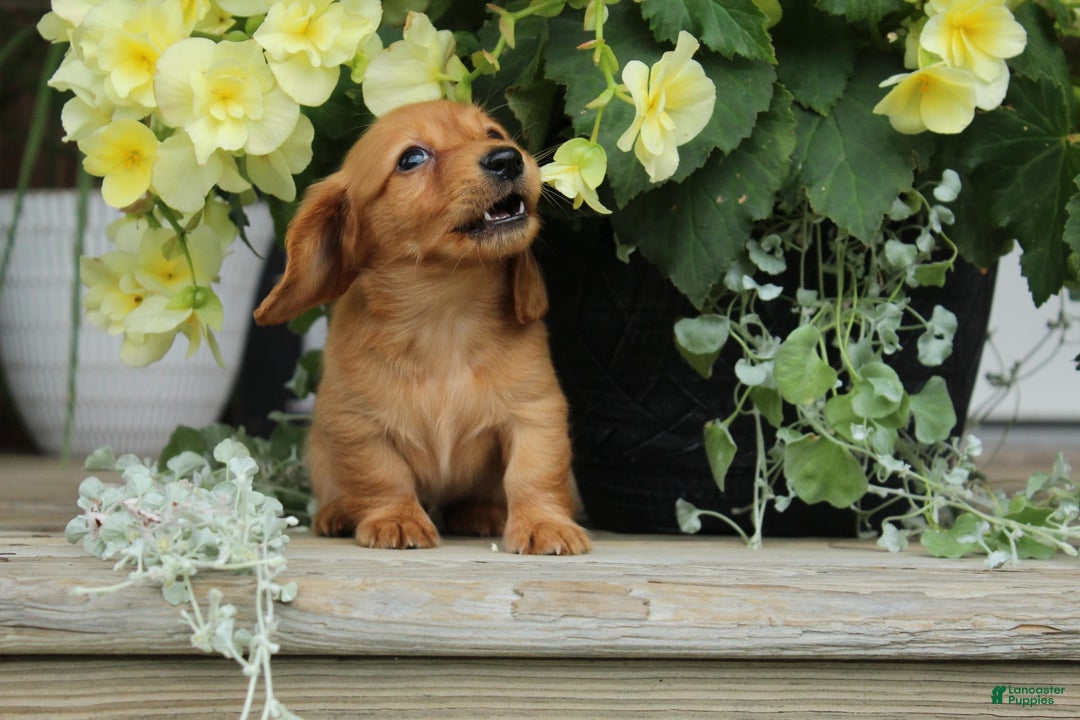 Miniature Dachshund dogs for sale: Miniature Dachshund 4 puppies - Image 12