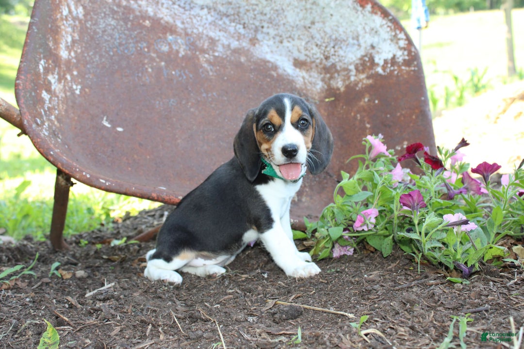 Beagle dogs for sale: Raina - Image 2