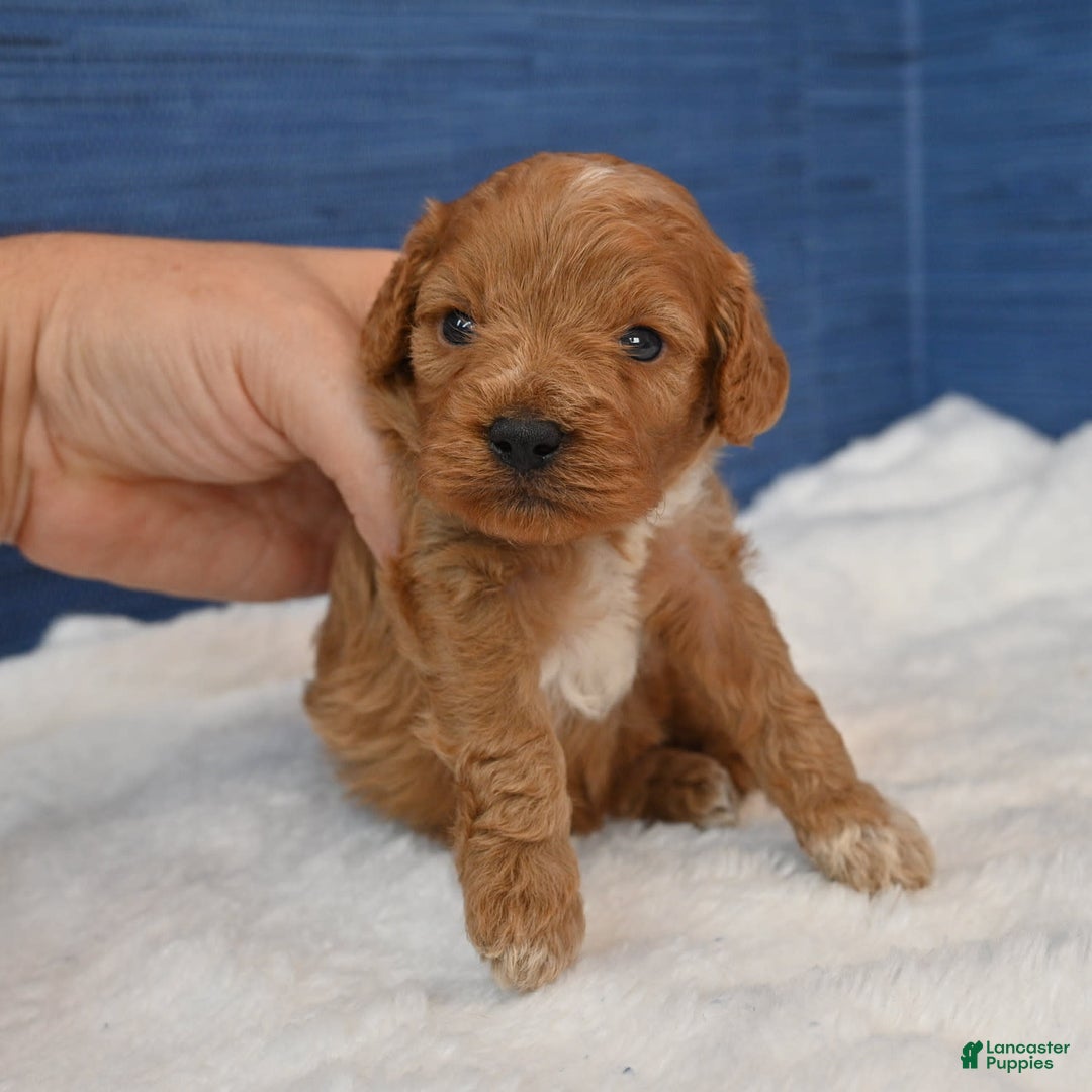 Cavapoo dogs for sale: Cavapoo 6 puppies - Image 35