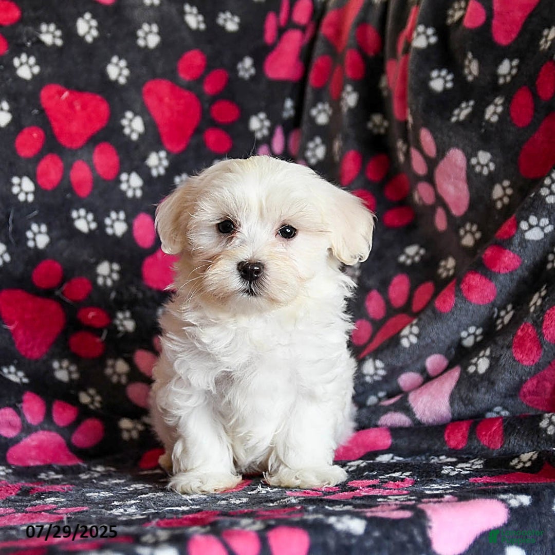 Maltese dogs for sale: Nestle - Image 4