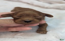 Cavapoo dogs for sale: Hermes - Image 1