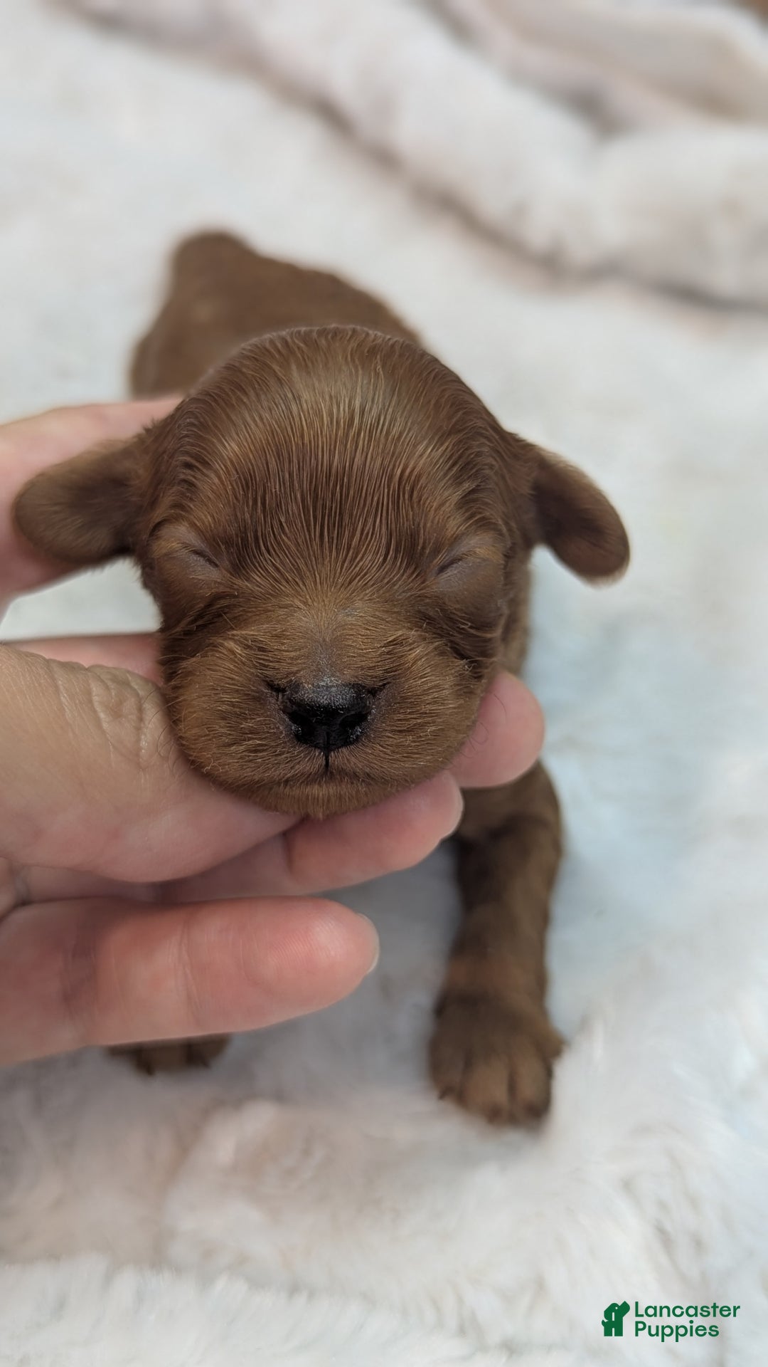 Cavapoo dogs for sale: Hermes - Image 1