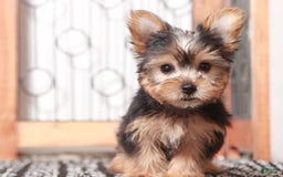 Yorkshire Terrier dogs for sale: Echo - Image 1
