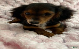 West Highland Terrier dogs for sale: Nikki - Image 1