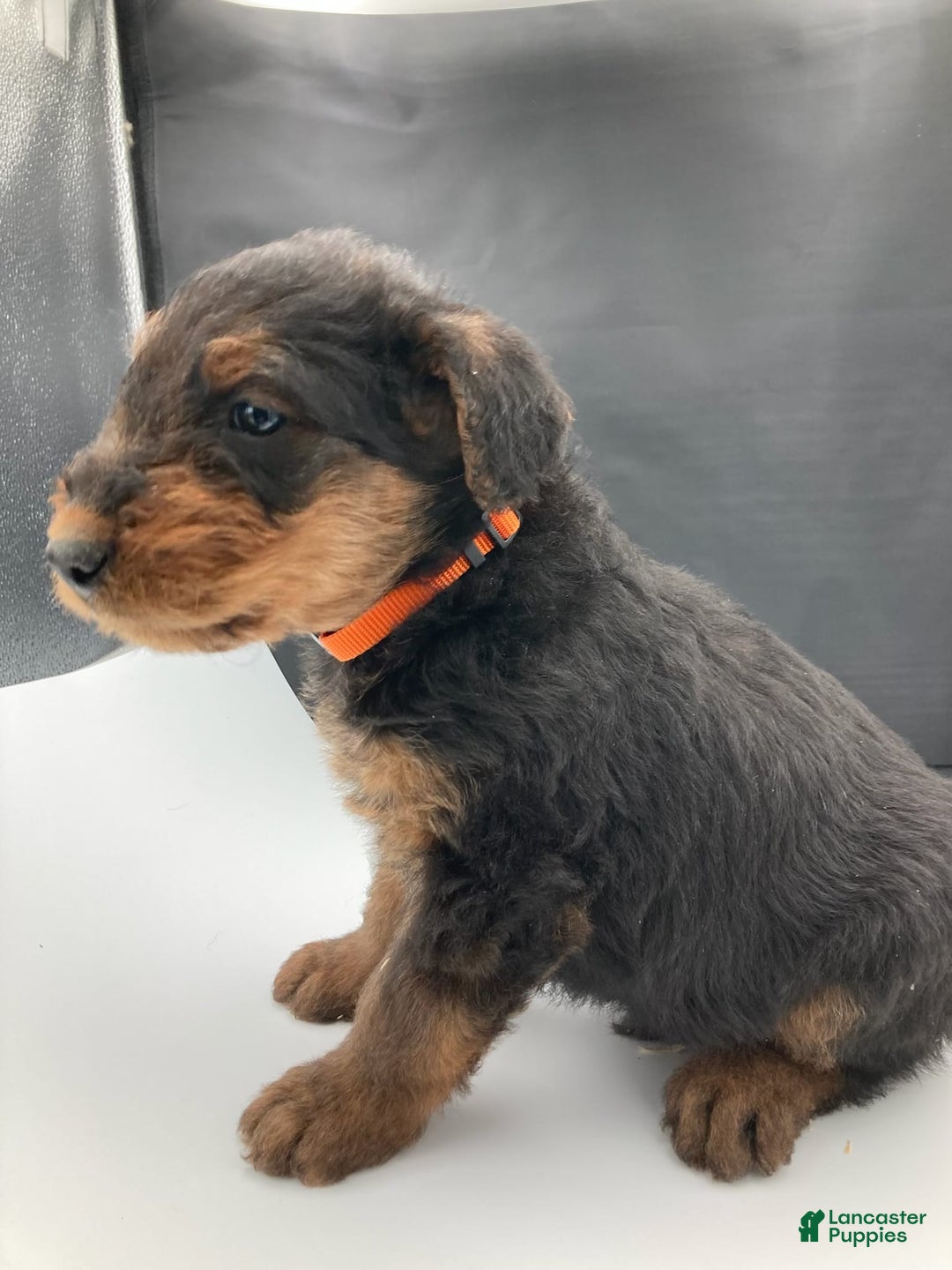 Airedale Terrier dogs for sale: Sunny - Image 2