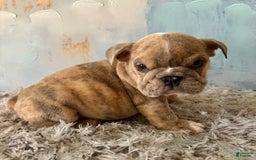 English Bulldog dogs for sale: Goro - Image 6