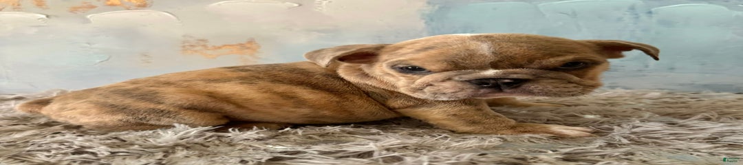 Goro