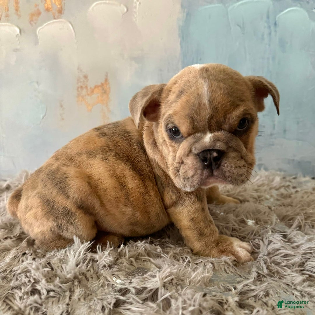 English Bulldog dogs for sale: Goro - Image 6