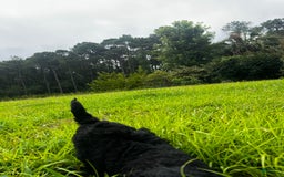 Aussiedoodle dogs for sale: Max - Image 7
