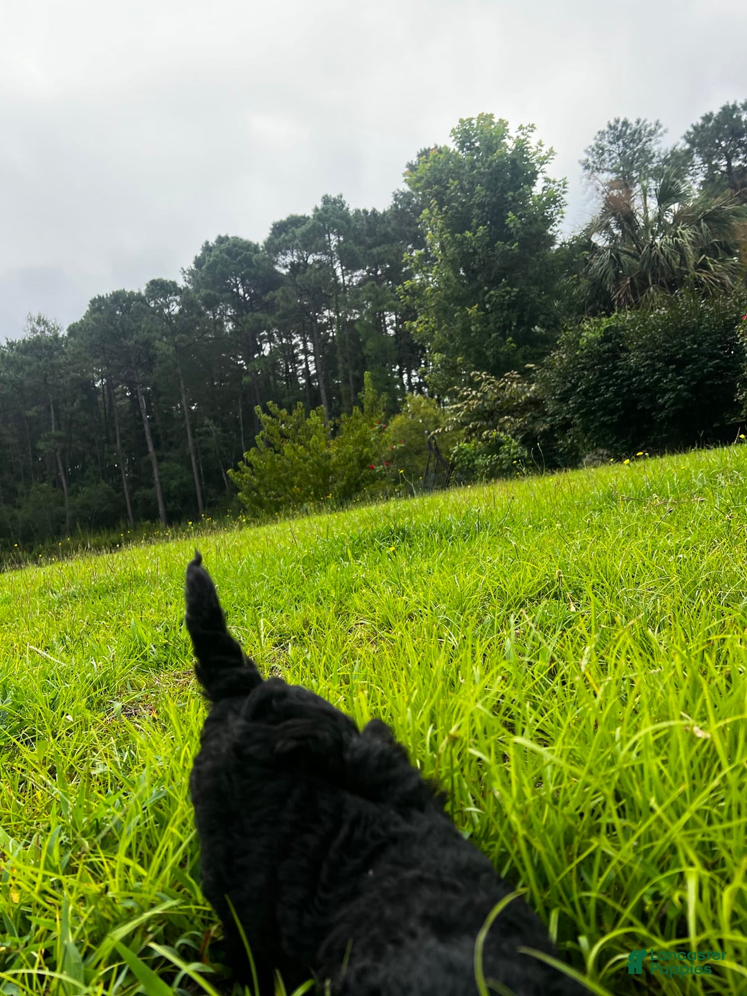 Aussiedoodle dogs for sale: Max - Image 7