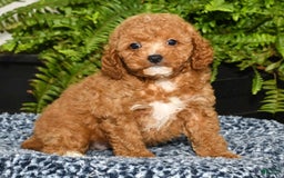 Cavapoo dogs for sale: Travis - Image 3