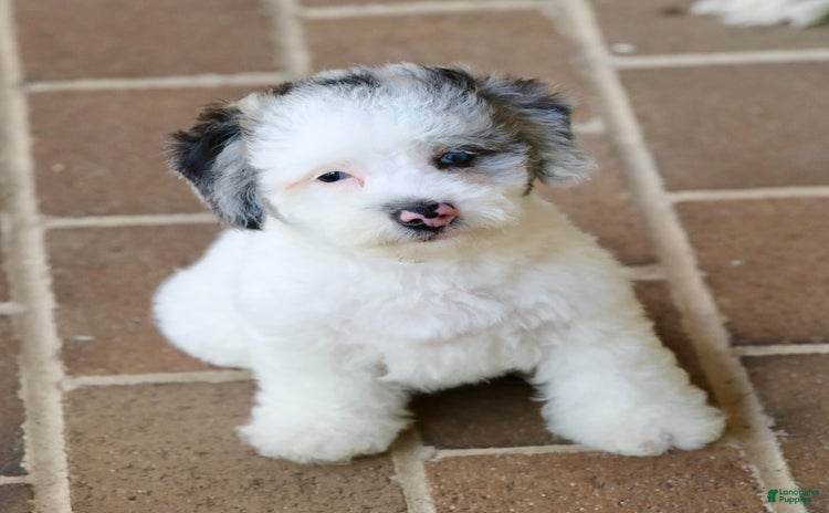 Miniature Poodle dogs for sale - Ad 4
