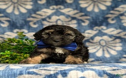 Cavapoo dogs for sale: Dunleigh Hypoallergenic - Image 10