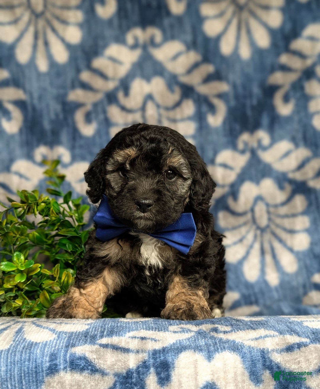 Cavapoo dogs for sale: Dunleigh Hypoallergenic - Image 10