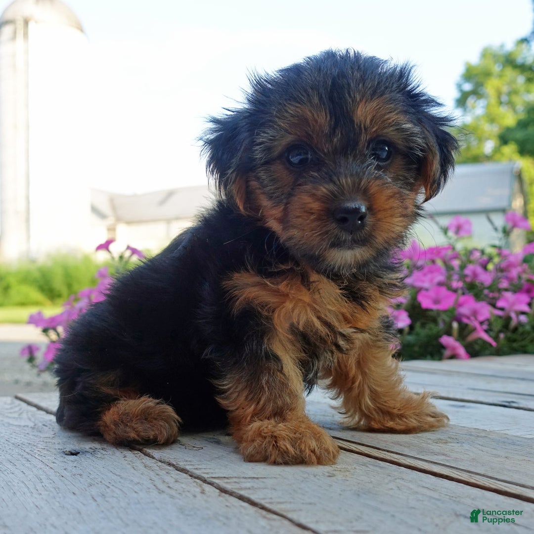 Yorkshire Terrier dogs for sale: Kenya - Image 9