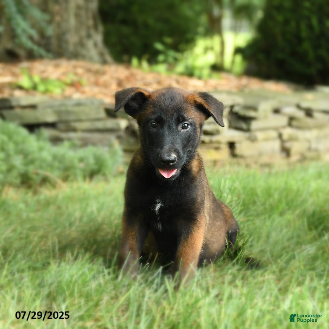 Belgian Malinois dogs for sale: Cove - Image 3