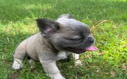 French Bulldog dogs for sale: CHEWIE - Image 9