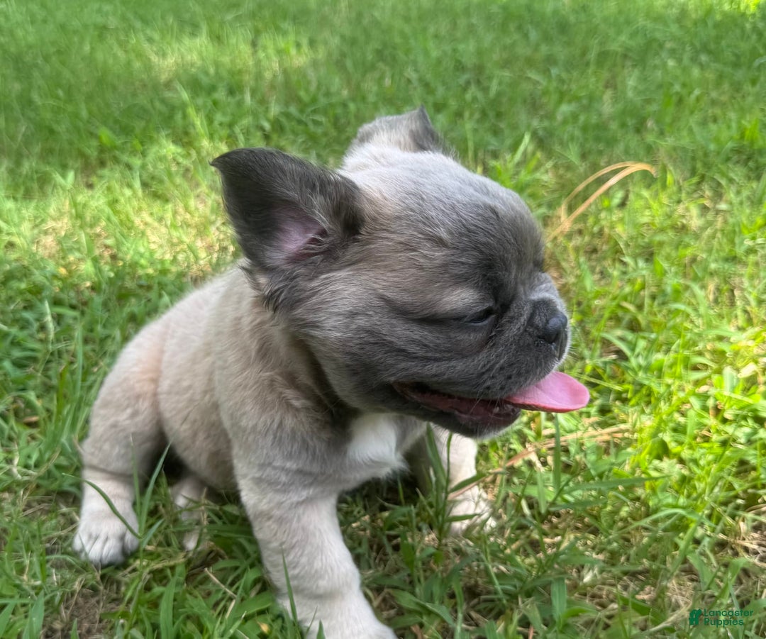French Bulldog dogs for sale: CHEWIE - Image 9