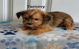 Shorkie dogs for sale: Tammy - Image 3