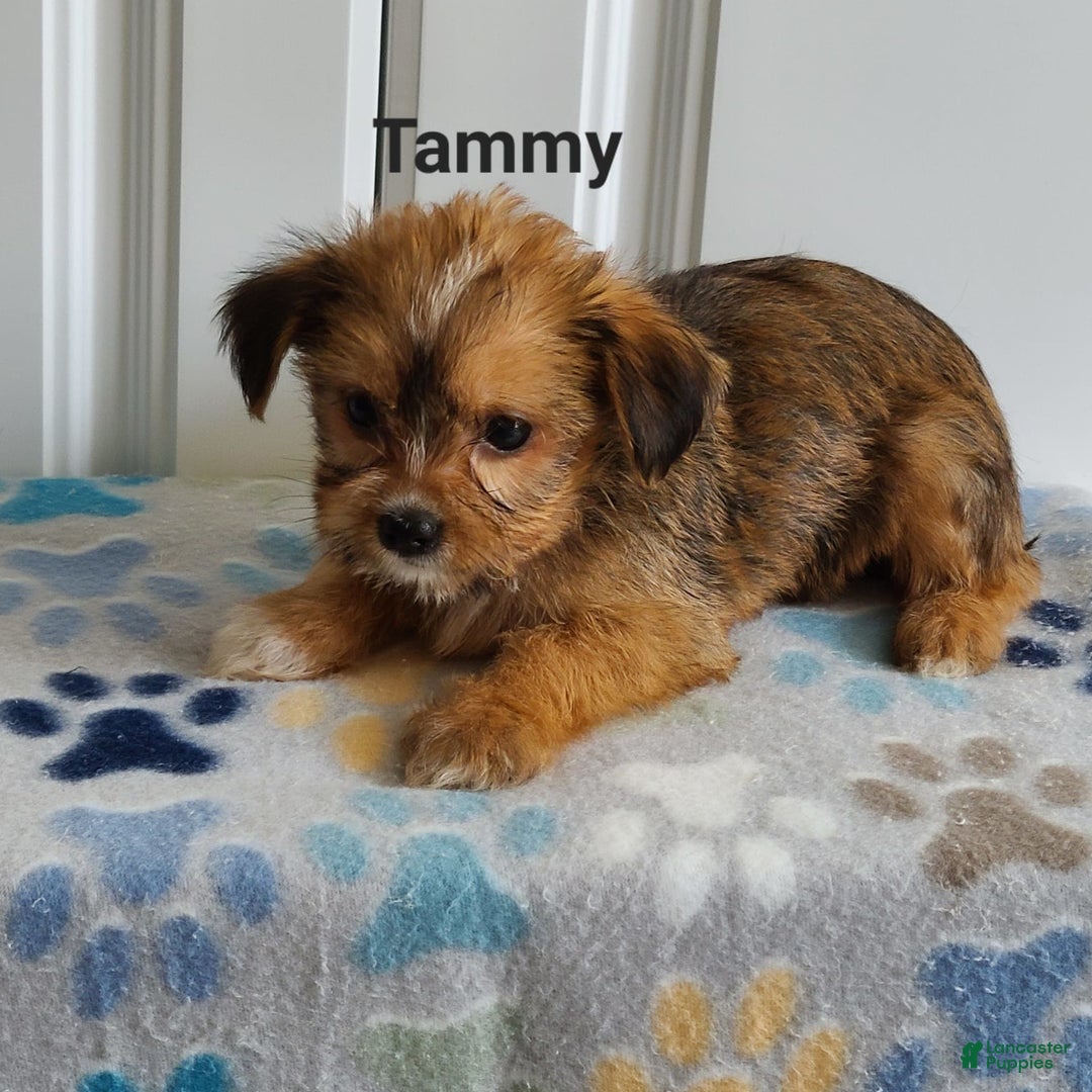 Shorkie dogs for sale: Tammy - Image 3