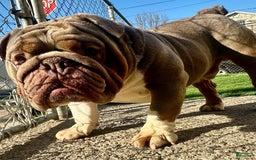 English Bulldog dogs for stud: Gucci - Image 9