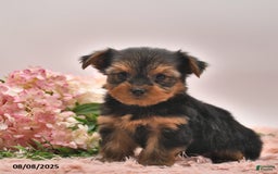 Yorkshire Terrier dogs for sale: Ranger - Image 1