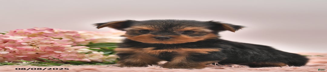 Ranger