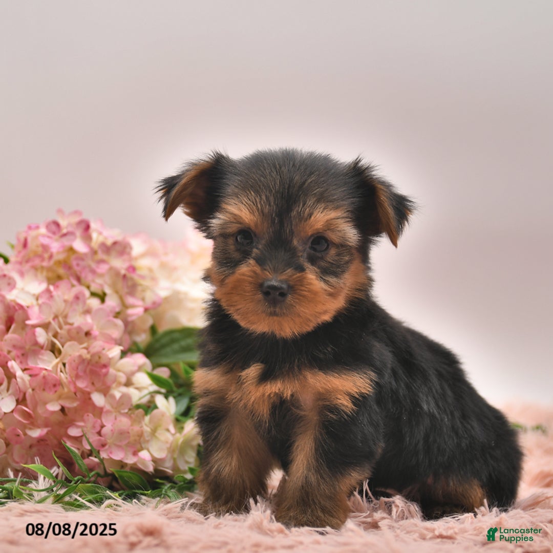 Yorkshire Terrier dogs for sale: Ranger - Image 1