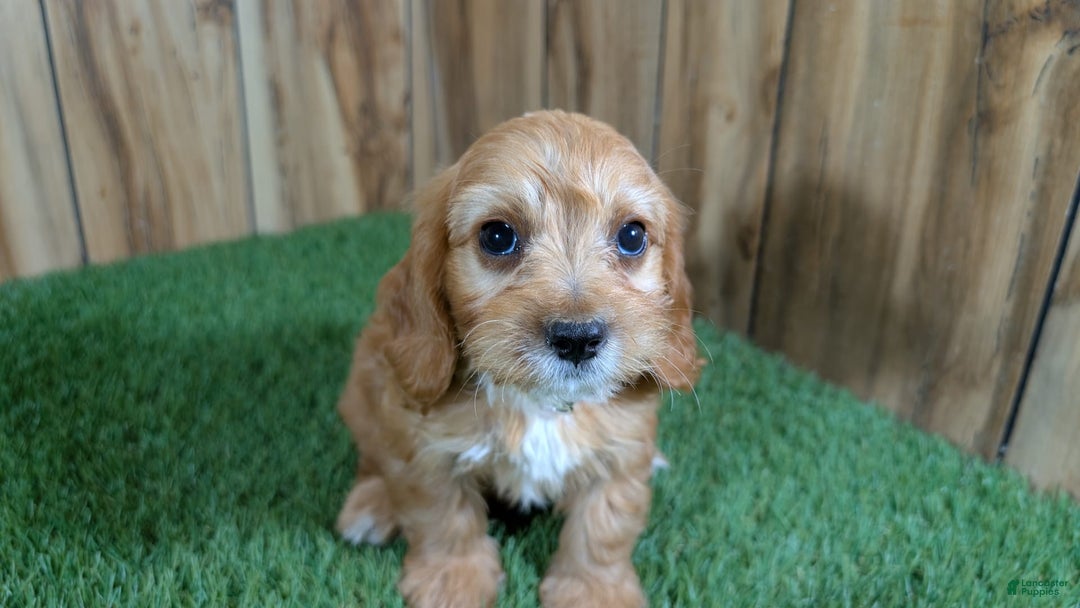 Cavapoo dogs for sale: Honeycomb Boy 4 - Image 3