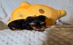 Yorkshire Terrier dogs for sale: Tt - Image 5