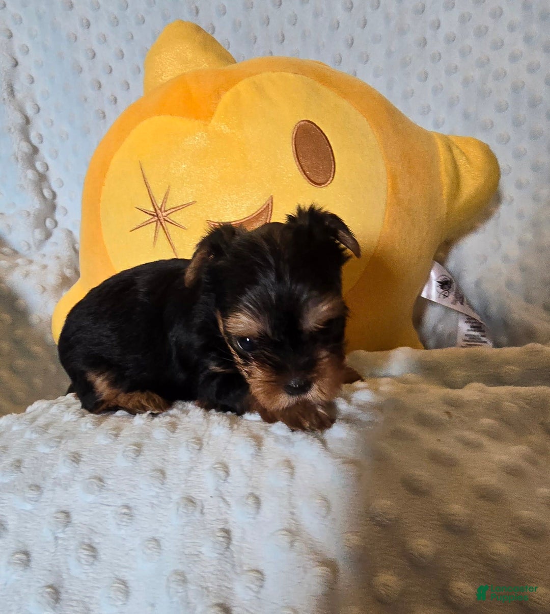 Yorkshire Terrier dogs for sale: Tt - Image 5