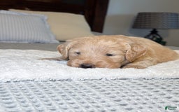 Labradoodle dogs for sale: Maple - Image 4