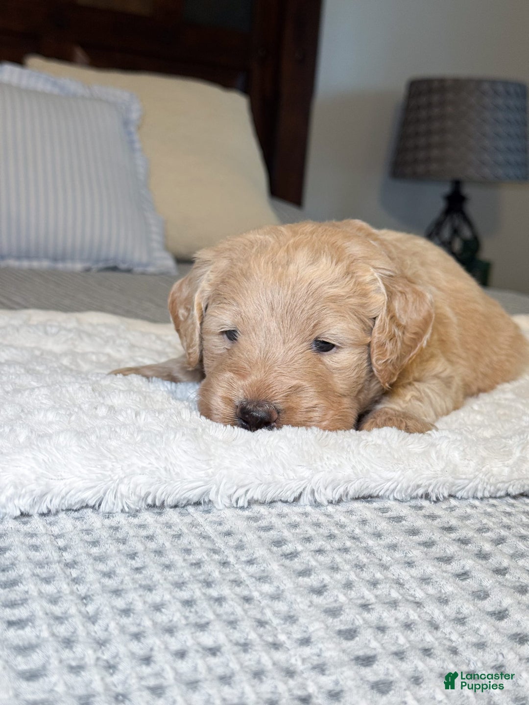 Labradoodle dogs for sale: Maple - Image 4