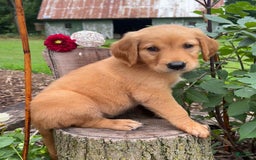 Golden Retriever dogs for sale: Sadie - Image 5
