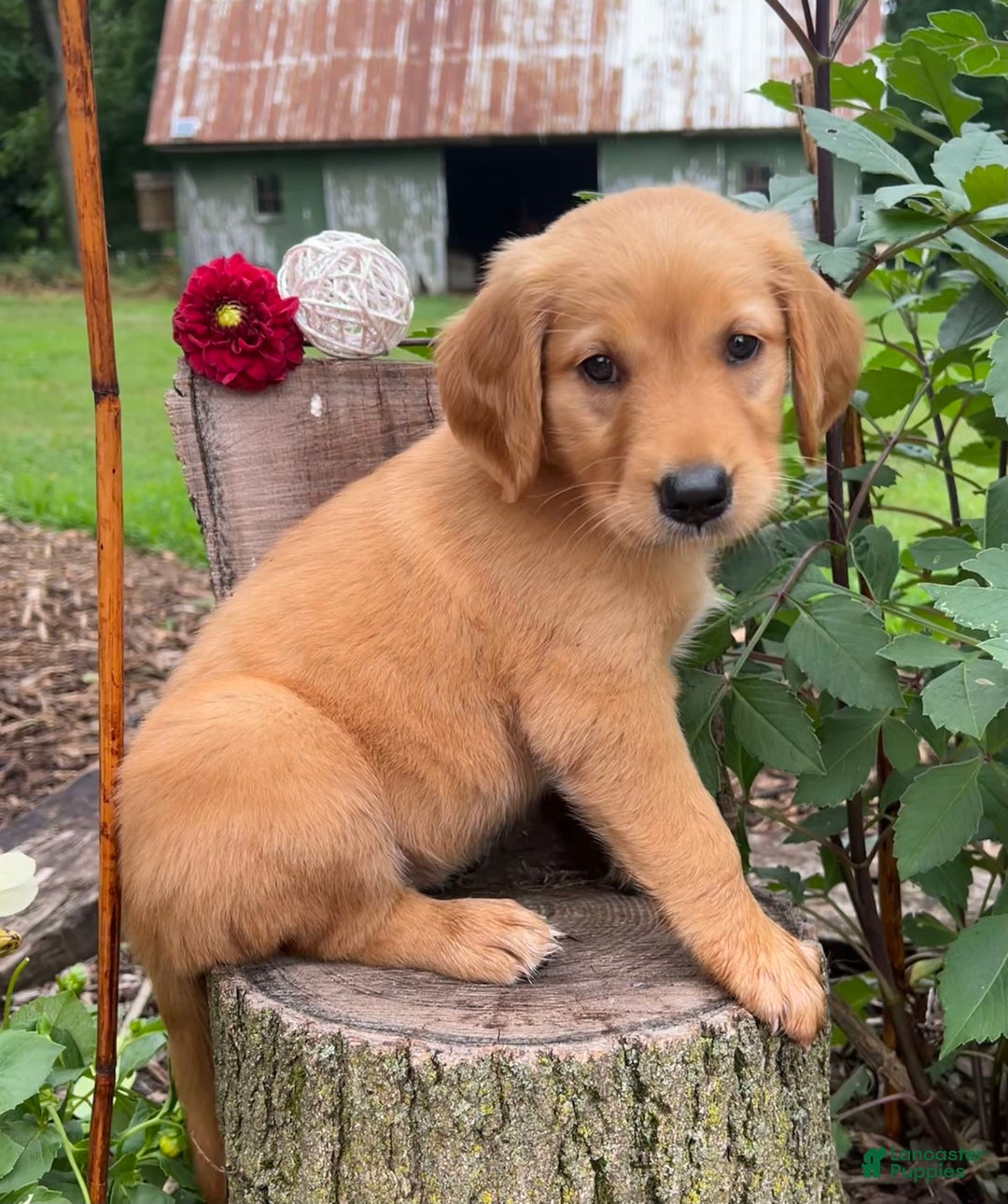 Golden Retriever dogs for sale: Sadie - Image 5