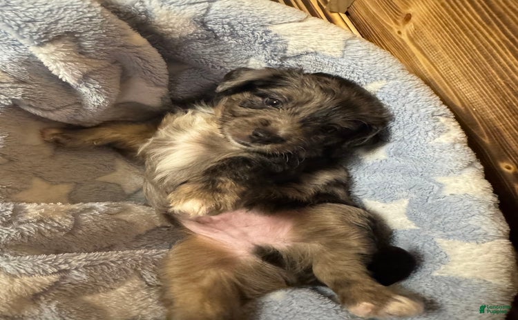 Mini Aussiedoodle dogs for sale - Ad 1