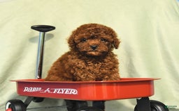 Miniature Poodle dogs for sale: Daffodil - Image 4