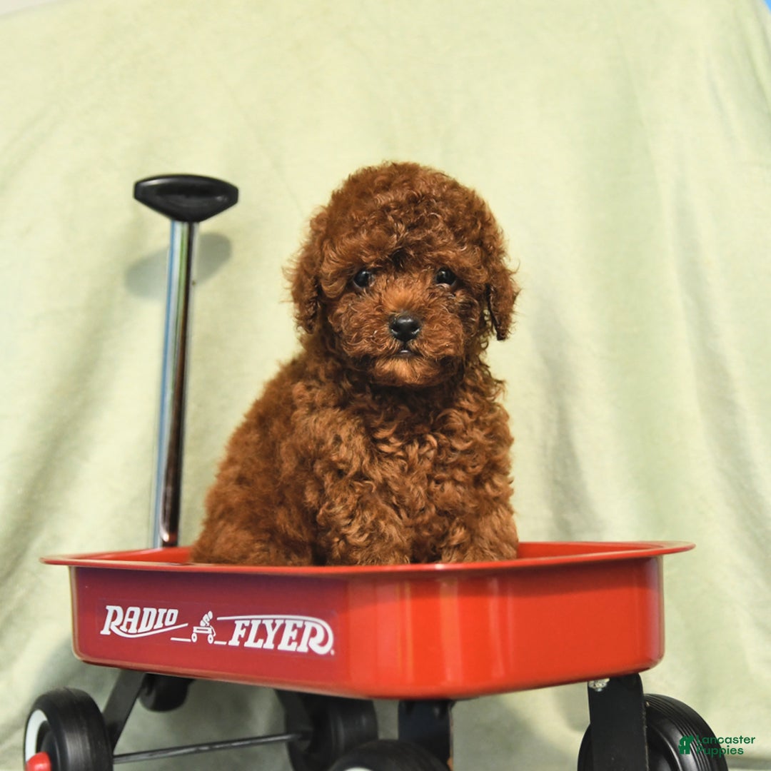Miniature Poodle dogs for sale: Daffodil - Image 4