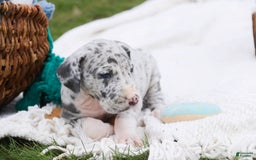 Great Dane dogs for sale: Jamaica - Image 22