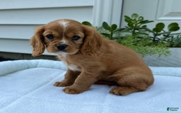 Cavalier King Charles Spaniel dogs for sale: Roscoe - Image 2