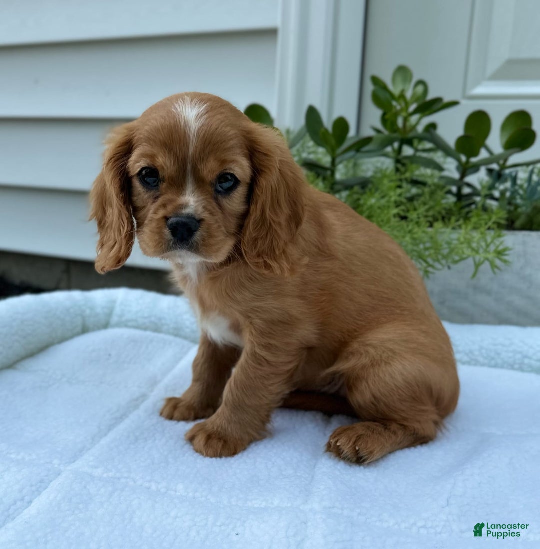 Cavalier King Charles Spaniel dogs for sale: Roscoe - Image 2