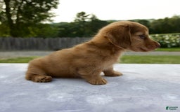 Miniature Dachshund dogs for sale: Sunny - Image 5