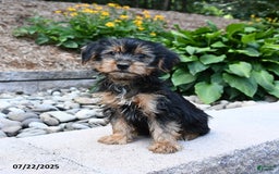 Yorkshire Terrier dogs for sale: Yorkshire Terrier 4 puppies - Image 3