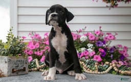 Boxer dogs for sale: Spike - Image 2